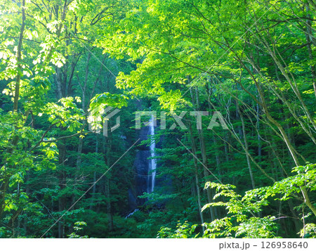 森に隠れる細い滝 新緑に包まれた静かな自然風景 森に隠れる細い滝 新緑に包まれた静かな自然風景 126958640
