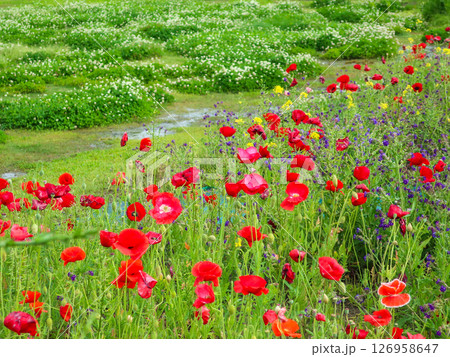 赤いポピーの咲く花畑　色とりどりの草花が広がる春の風景 126958647