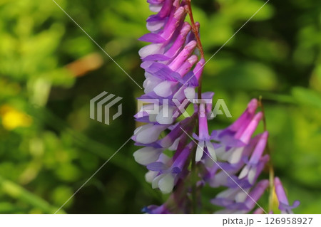 春の野原に咲く紫色のナヨクサフジの花 春の野原に咲く紫色のナヨクサフジの花 126958927