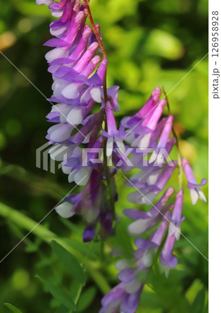 春の野原に咲く紫色のナヨクサフジの花 春の野原に咲く紫色のナヨクサフジの花 126958928