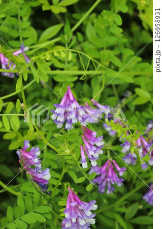 春の野原に咲く紫色のナヨクサフジの花 春の野原に咲く紫色のナヨクサフジの花 126958931