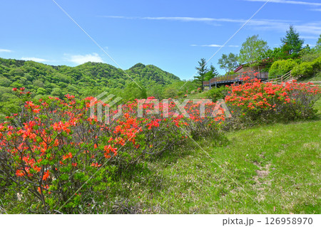 レンゲツツジの咲く赤城山【群馬県】 126958970