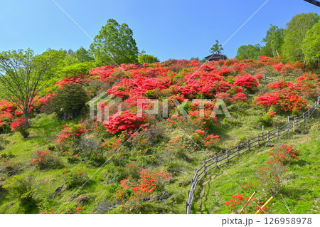 レンゲツツジの咲く赤城山【群馬県】 126958978