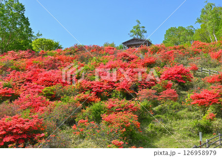 レンゲツツジの咲く赤城山【群馬県】 レンゲツツジの咲く赤城山【群馬県】 126958979