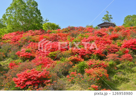 レンゲツツジの咲く赤城山【群馬県】 126958980