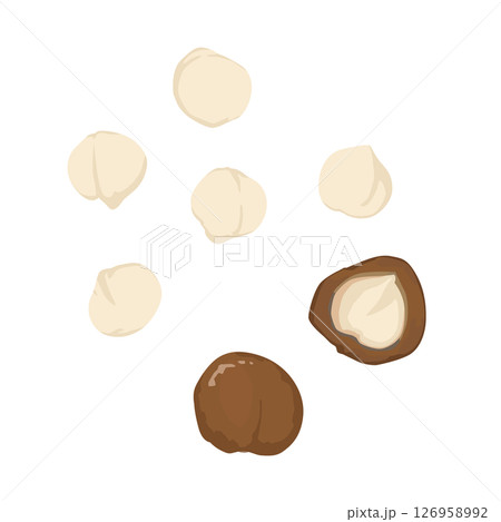 マカダミアナッツのイラスト マカダミアナッツのイラスト 126958992