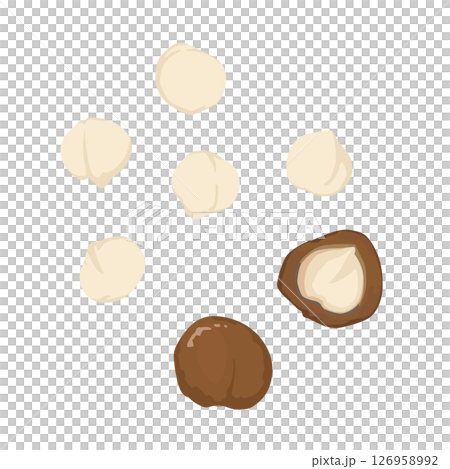 マカダミアナッツのイラスト マカダミアナッツのイラスト 126958992