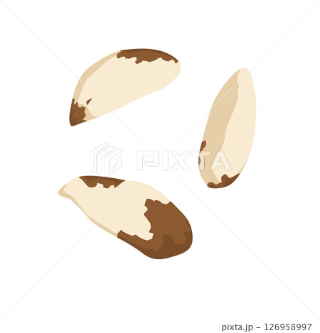 ブラジルナッツのイラスト 126958997