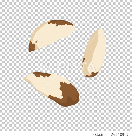 巴西堅果插圖 巴西堅果插圖 126958997