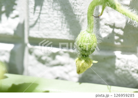 スイカ成長中 126959285