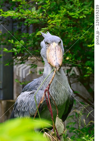 ハシビロコウ 126959289