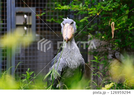 ハシビロコウ 126959294