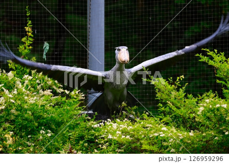 ハシビロコウ 126959296