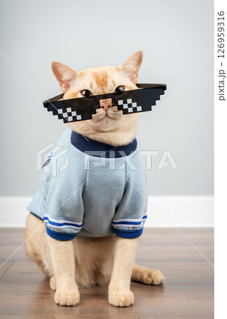 Burmese cat wearing pixelated glasses and a blue T-shirt. 126959316