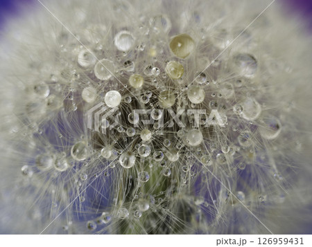 タンポポの綿毛に乗った水滴 タンポポの綿毛に乗った水滴 126959431