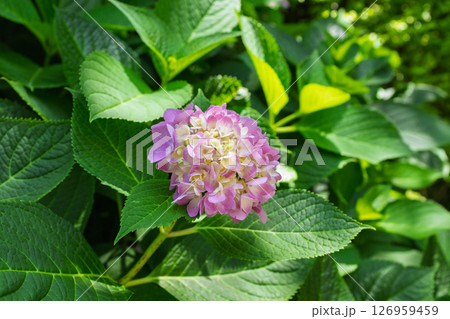 花 フラワー お花 126959459