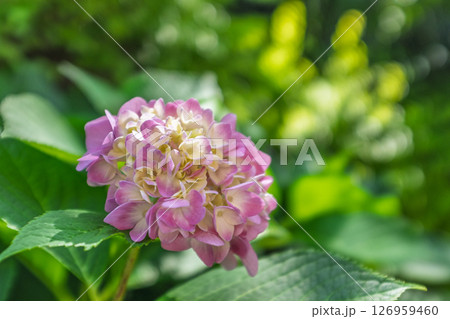 花 フラワー お花 126959460