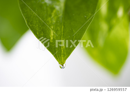 ポトスに水滴 126959557