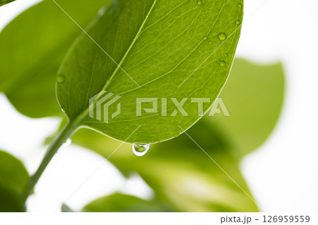 ポトスに水滴 126959559