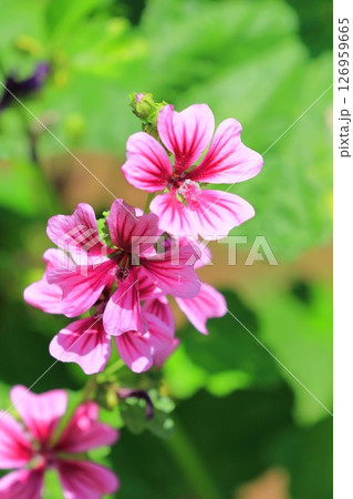 銭葵（ゼニアオイ）の花 126959665