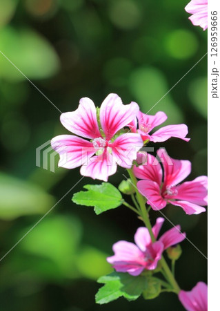 銭葵（ゼニアオイ）の花 126959666