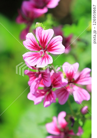 銭葵（ゼニアオイ）の花 126959667