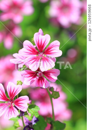 銭葵（ゼニアオイ）の花 126959668