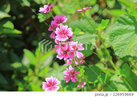 銭葵（ゼニアオイ）の花 126959669