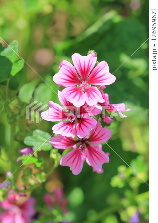 銭葵（ゼニアオイ）の花 126959671