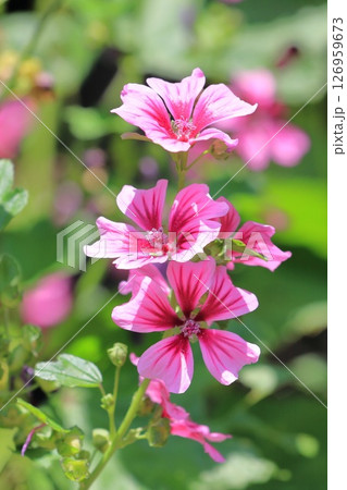 銭葵（ゼニアオイ）の花 126959673