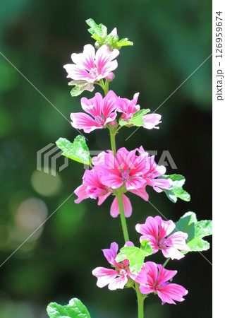 銭葵(ゼニアオイ)の花 銭葵(ゼニアオイ)の花 126959674