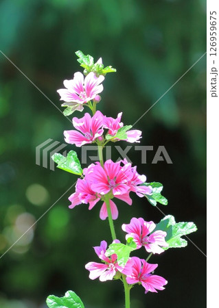 銭葵（ゼニアオイ）の花 126959675