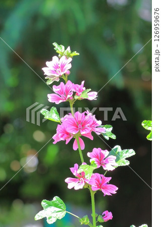 銭葵（ゼニアオイ）の花 126959676