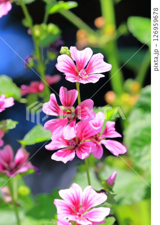 銭葵（ゼニアオイ）の花 126959678