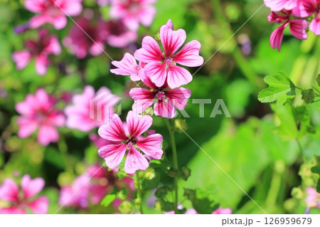 銭葵（ゼニアオイ）の花 126959679