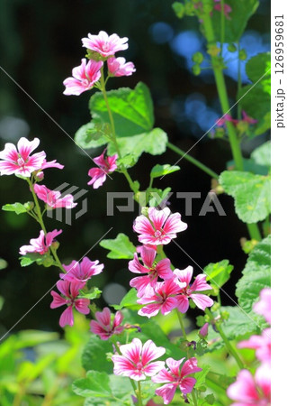 銭葵（ゼニアオイ）の花 126959681