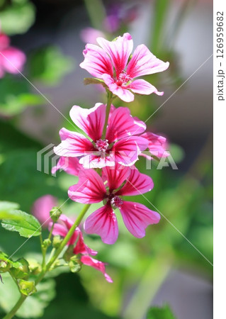銭葵（ゼニアオイ）の花 126959682