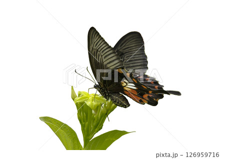 A Common Mormon Butterfly perched isolated on a white background A Common Mormon Butterfly perched isolated on a white background 126959716
