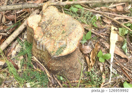 timber and wood cutting on ground deforestation problem of the world timber and wood cutting on ground deforestation problem of the world 126959992