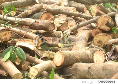 timber and wood cutting on ground deforestation problem of the world  126959994