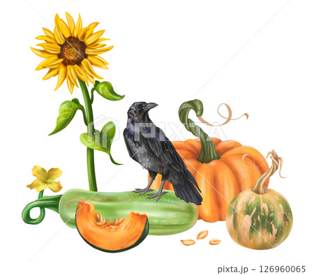 Autumn garden composition with pumpkin harvest, black raven, squash and sunflower. Healthy seasonal vegetables. Backyard decor, farm fields, garden. Autumn festival, Halloween. Isolated illustration 126960065