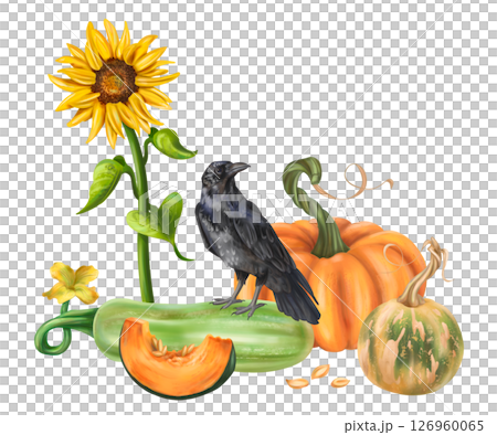Autumn garden composition with pumpkin harvest, black raven, squash and sunflower. Healthy seasonal vegetables. Backyard decor, farm fields, garden. Autumn festival, Halloween. Isolated illustration 126960065