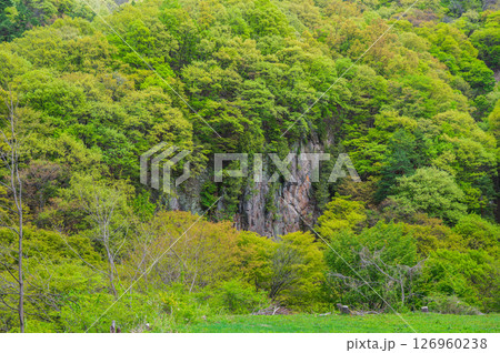 断崖絶壁と新緑【長野県】 126960238
