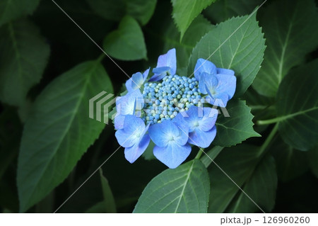 ガクアジサイの真花 126960260