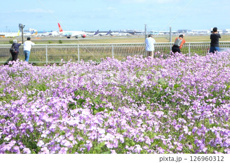 成田空港 公園から飛行機を眺める人 成田空港 公園から飛行機を眺める人 126960312