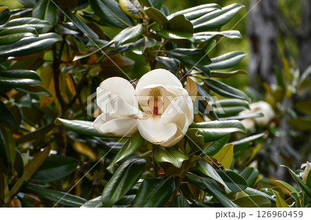 タイサンボク　Southern magnolia 126960459