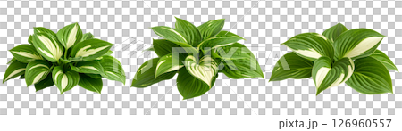 一組帶有美麗綠色和白色玉簪葉的室內植物 126960557