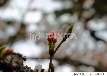 淡いピンク色に染まる桜の蕾、春の予感 126960711