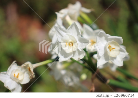 緑の葉に囲まれた可憐な白い水仙たち 126960714
