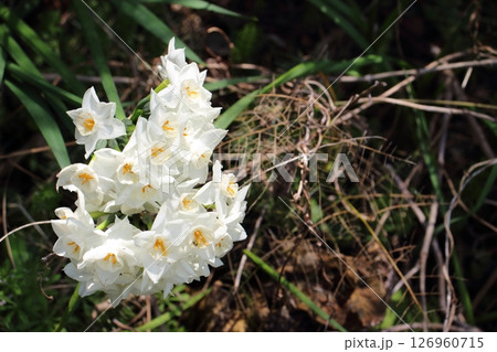 陽光に輝く純白の花、冬の訪れを告げる 126960715